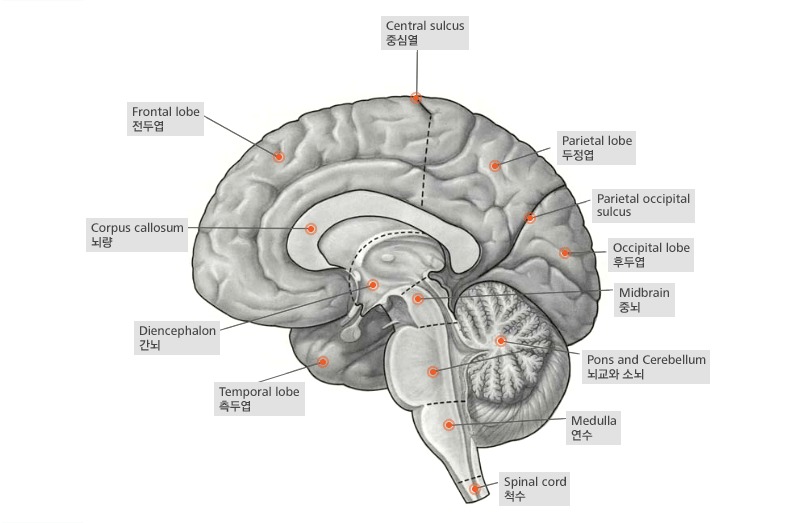 그림 - 뇌의 구조와 명칭. 중심열(Central sulcus), 두정엽(Parietal lobe), 두정후두구(Parietal occipital sulcus), 후두엽(Occipital lobe), 중뇌(Midebrain) 뇌교와 소뇌(Pons and Cerebellum), 연수(Medulla), 척수(Spinal cord), 측두엽(Temporal lobe), 간뇌(Diencephalon), 뇌량(Corpus callosum), 전두엽(Frontal lobe)